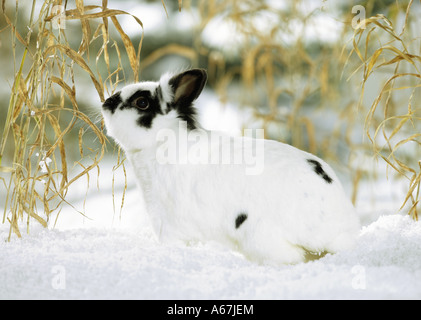 Coniglio nano nella neve Foto Stock