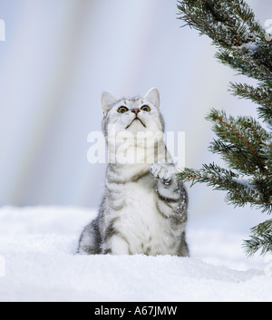 British Shorthair cat . Tabby adulto nella neve Foto Stock