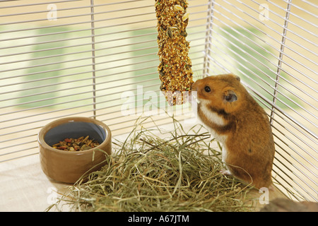 Criceto dorato in gabbia - munching Foto Stock