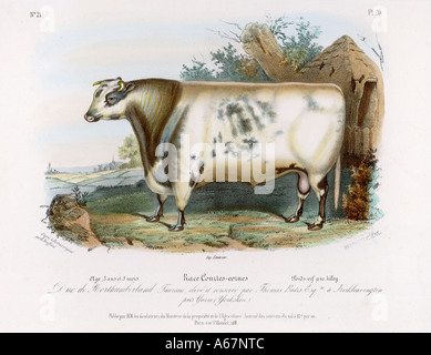 Shorthorn Bull Foto Stock