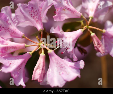 Caprifoglio in fiore Foto Stock