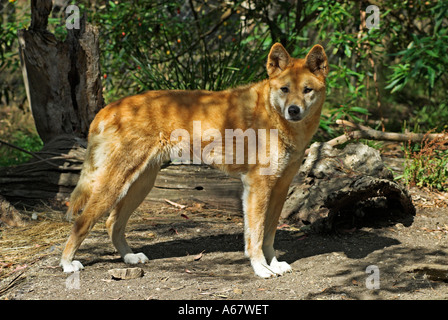 Dingo all'Healesville Sanctuary vicino a Melbourne, Stato di Victoria, Australia Foto Stock