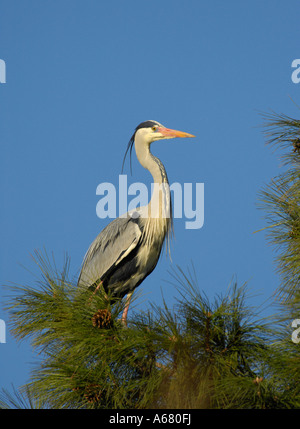 Airone cinerino (Ardea cinerea) Foto Stock
