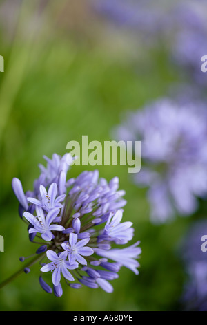 Close up della fioritura blu porpora Agapanthus praecox fiore Foto Stock
