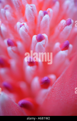 Close up della fioritura rosso porpora Bromeliad impianto billbergia pyramidalis Foto Stock