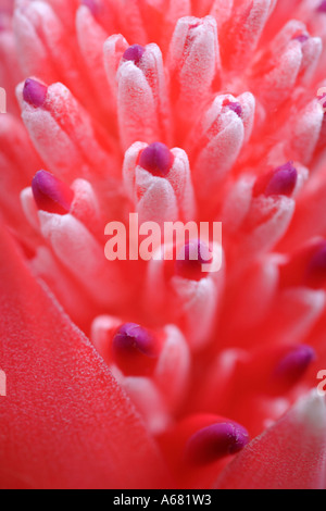 Close up della fioritura rosso porpora Bromeliad impianto billbergia pyramidalis Foto Stock