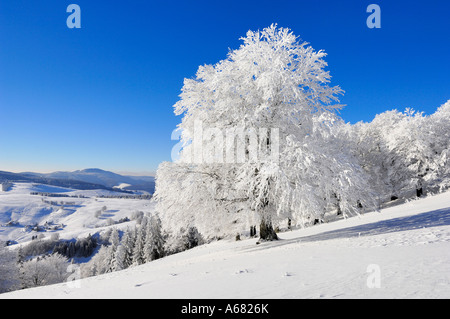 Unione Beechs, Fagus sylvatica all'alba sullo Schauinsland, con vista del Belchen, sud della Foresta Nera, Baden-Wuerttemberg Foto Stock