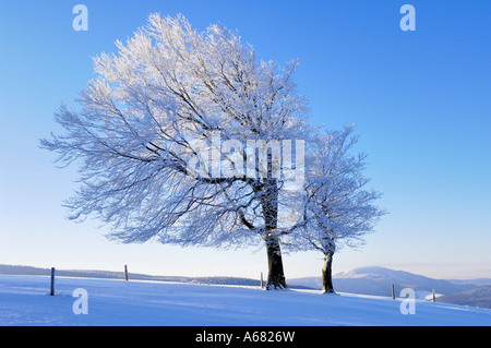 Unione Beechs, Fagus sylvatica all'alba sullo Schauinsland, con vista del Belchen, sud della Foresta Nera, Baden-Wuerttemberg Foto Stock
