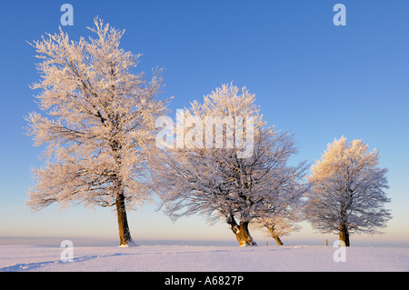 Unione Beechs, Fagus sylvatica sullo Schauinsland, sud della Foresta Nera, Baden-Wuerttemberg, Germania Foto Stock