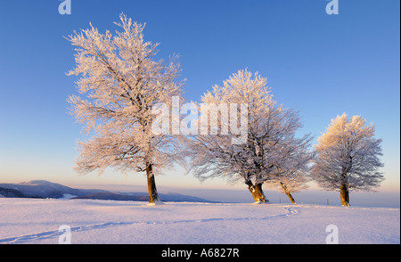 Unione Beechs, Fagus sylvatica sullo Schauinsland, sud della Foresta Nera, Baden-Wuerttemberg, Germania Foto Stock