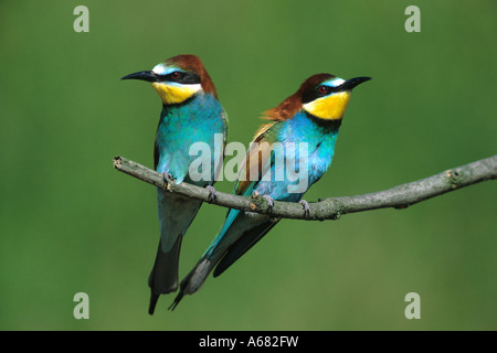 Gruccione (Merops apiaster) coppia accoppiamento stagione Hortobagy Puszta ungherese Foto Stock