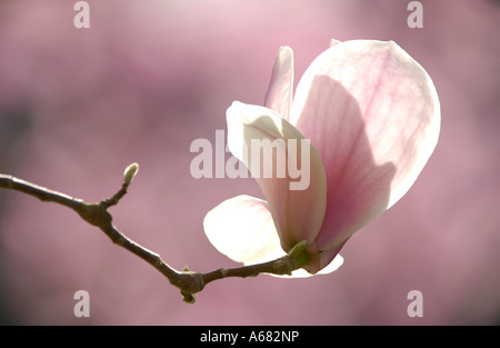 Tulip-magnolia Magnolia soulangeana x) Amabilis Foto Stock