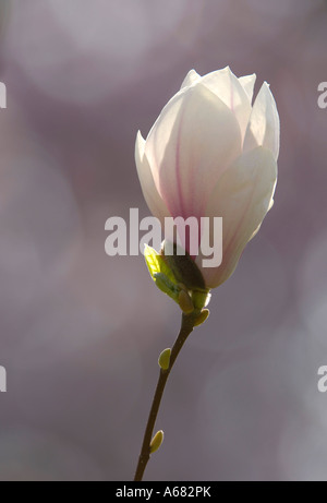 Tulip-magnolia Magnolia soulangeana x) Amabilis Foto Stock