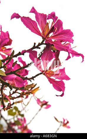 Hibiscus rosa-sinensis fiore chiamato anche rose di cina Foto Stock