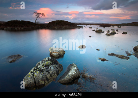 Lone Tree isolato su una piccola isola a Lochan Nah Achlaise in Rannoch Moor, Highlands scozzesi Foto Stock