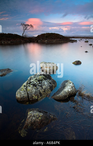 Lone Tree isolato su una piccola isola a Lochan Nah Achlaise in Rannoch Moor, Highlands scozzesi Foto Stock