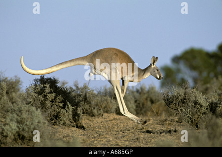 Canguro rosso Macropus rufus giovane maschio hopping Kinchega National Park lontano western New South Wales AUSTRALIA Foto Stock