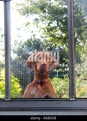 Curioso il tedesco Shorthaired puntatore guardando attraverso la finestra Foto Stock