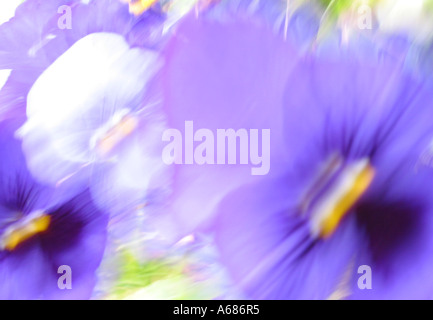 Sfocata pansy violette in movimento Foto Stock