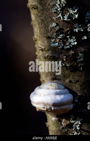 Polypore cresce su un tronco morto di betulla Foto Stock