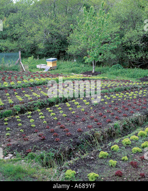 Auto sufficienti, country garden, crescere il proprio, ortaggi a foglia verde, righe di vegetali che crescono in un giardino Foto Stock