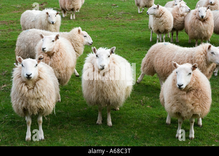 Gregge di pecore nel Parco Nazionale di Brecon Beacons, Powys, Wales, Regno Unito Foto Stock