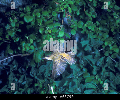 Sedge Trillo Acrocephalus schoenobaenus In volo accanto a verde Foto Stock