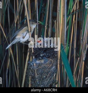 Trillo Reed a nido con giovani cuculo Foto Stock