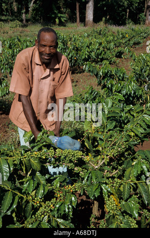 Il contadino di ispezionare il suo albero di caffè plantation, Coffea arabica, Tanzania Foto Stock