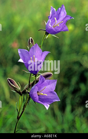 Harebell (Campanula rotundifolia), fiori Foto Stock