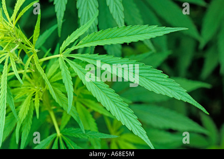 La canapa, Canapa (Cannabis sativa), foglie Foto Stock