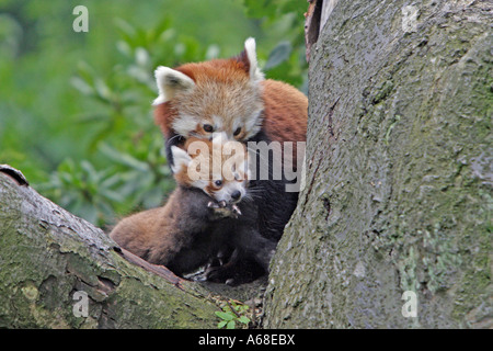 Panda rosso, panda minore (Ailurus fulgens), adulto animale si muove baby cub in un altro luogo Foto Stock