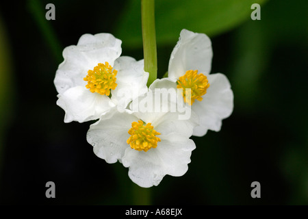 Latifoglie Arrowhead, anatra Patata (Sagittaria latifolia), fioritura Foto Stock