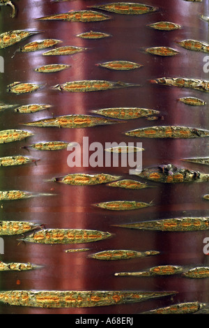 Rosso cinese (Betulla Betula albosinensis), corteccia Foto Stock