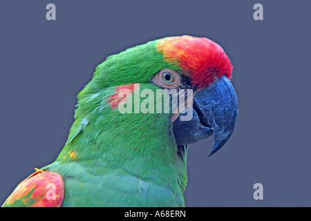 Rosso fiammante Macaw (Ara rubrogenys), ritratto Foto Stock