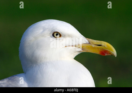 Aringa Gabbiano (Larus argentatus), ritratto Foto Stock