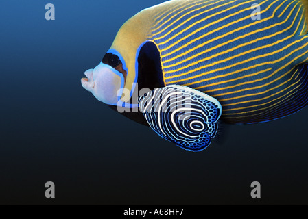 Close up imperator angelfish nuoto con i bambini Foto Stock