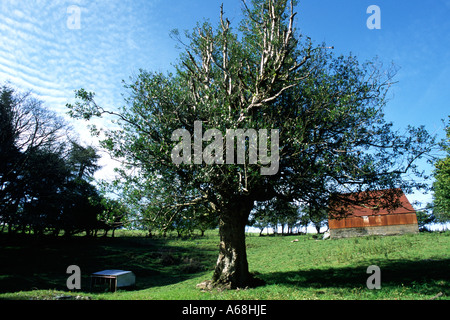 Antica pollarded Holly (Ilex aquifolium) in un cortile abbandonati. Powys, Wales, Regno Unito. Foto Stock