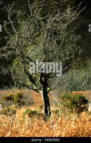 Biancospino (Crataegus monogyna) nodose vecchio albero sulla brughiera del Cambriano montagne. Powys, Wales, Regno Unito. Foto Stock