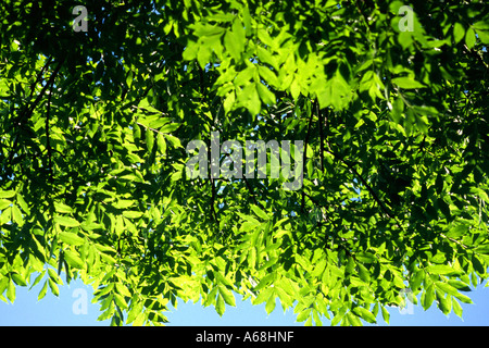 La luce del sole attraverso la molla di fresche foglie di un albero di cenere (Fraxinus excelsior). Foto Stock