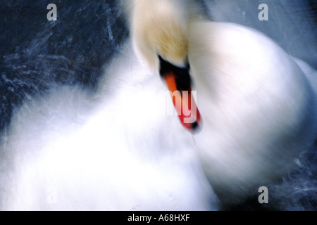 Maschio di cigno o COB (Cygnus olor) la balneazione. WWT Arundel raccolta, Sussex, Inghilterra. Foto Stock