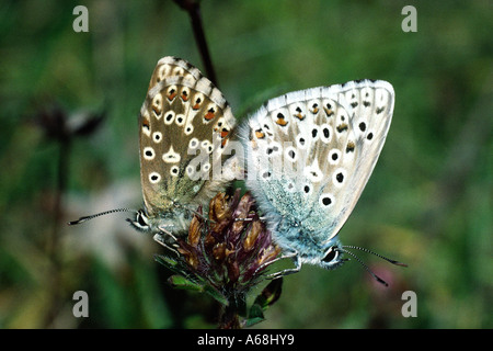 L'accoppiamento Chalk Hill farfalle blu (Lysandra coridon) maschio sulla destra. Sussex, Inghilterra. Foto Stock