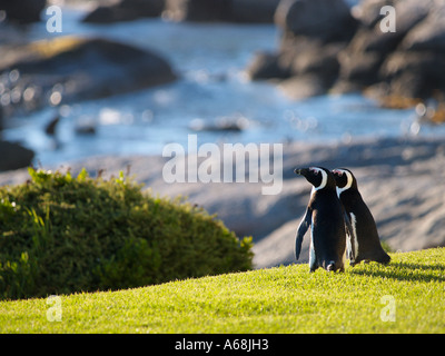 I pinguini Jackass sull'erba a Boulders Beach nei pressi di Città del Capo Sud Africa a sunrise Cape Town African Foto Stock