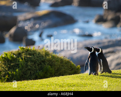 I pinguini Jackass sull'erba a Boulders Beach nei pressi di Città del Capo Sud Africa a sunrise Cape Town African Foto Stock