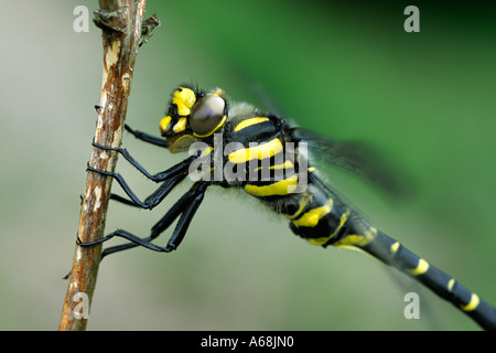 Golden-inanellati Dragonfly (Cordulegaster boltonii) su un pesce persico. Ala vibrante i muscoli prima di prendere un volo. Powys, Wales, Regno Unito. Foto Stock