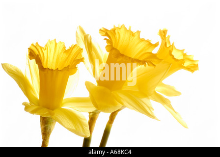 Giunchiglie in stretta fino contro il bianco di sfondo per studio Foto Stock