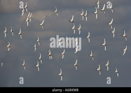 Nero tailed godwits Limosa limosa Foto Stock