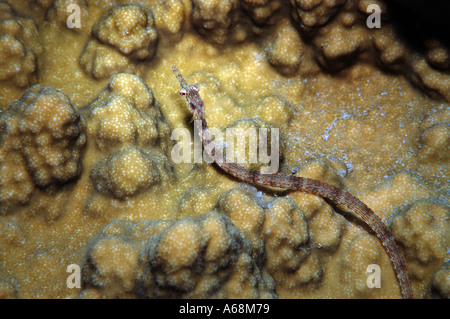 Close up di un pipefish su coral Foto Stock