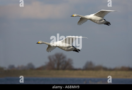 Whooper cigni Cygnus cygnus Ouse lavaggi Cambs Foto Stock