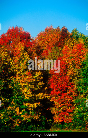 Colorato caduta delle foglie sul New England alberi Foto Stock
